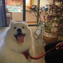 시밀레스테이 이미지