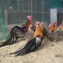 피닉스 이미지