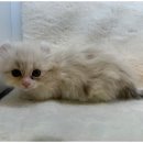 도그프리 이미지