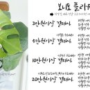 보니토플라워