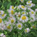 좋은 글 5월 풍경 아기 왜가리 예초기 쓰레기 줍기 개망초꽃 이미지