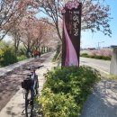 낙동강변 30리 벚꽃길 자전거 라이딩 이미지