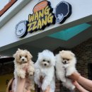 왕짱애견유치원 이미지