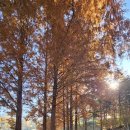 대공원 동물병원 | 서울대공원 둘레길 단풍 산책길, 가을에 꼭 가봐야 할 힐링 코스