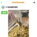 사단법인 동부 유기동물보호협회 이미지