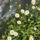 읍사무소뒤관사앞 | 공주들의 공주여행_part2 | 나태주풀꽃문학관, 제민천, 바므, 공주읍사무소