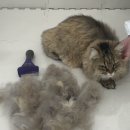 묘묭(MyoMyong) 이미지