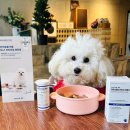 강아지당 | 강아지 유산균 추천, 샤랩바이오 DB2 애견 영양제 후기