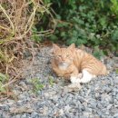 청도편백숲하우스 이미지