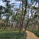 삼문동둔치길(삼문송림) 이미지