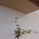 카페모나 이미지