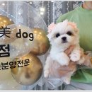광주강아지분양 애견분양 마마스미독 광주점 이미지