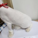 2945 | 대전 유기묘 구조묘 입양후 목욕 미용 관리 ~ 대전페르시안캣