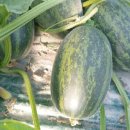 화니농장 이미지