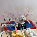 발라당 | [수원 화성 반려견 발라당 케이크 후기] 진짜 사진보다 더 귀엽다… 가격·옵션·실물까지 총정리!