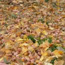 돼지은행 이미지