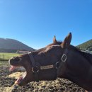 성미목장 이미지