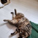 딩글딩글고양이 이미지