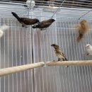 새안농장 이미지