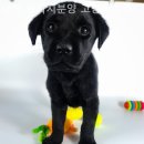 동양애견 강아지분양 고양이분양 이미지