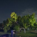 은행나무로 이미지