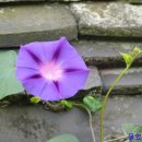 봄의향연 이미지