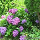 꽃님이네 이미지