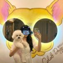 셀럽도기 이미지