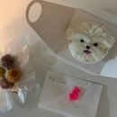 베베쿠키 | [강아지케이크] 산본 강아지 수제간식, 베베쿠키 산본점