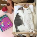 냥스타그램 이미지