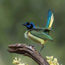 2018년 제9회 오두본 조류 사진공모전 수상작 100선 (51~100) (The 2018 Audubon Photography Awards: Top 100) 이미지