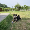 댕댕이 하우스 이미지