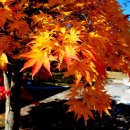 불로장생毛 이미지