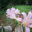 펜션정원 이미지