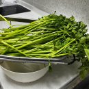 원동2 | [양산] 25년 원동미나리축제, 원동매화축제 기차타고 방문후기 (3월2일 인파,주차)