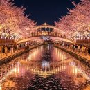 디오션시티 철길공원 앞 사거리 | 진해 군항제 2026, 셔틀버스·주차장·맛집까지 현장에서 겪은 모든 것