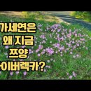 💙💙💙사이버 렉카 운운하며 가세연이 지금 쯔양 터뜨린 이유가 궁금하다🤭😳🤓 이미지