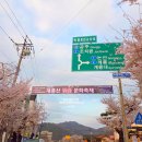 충남대학교자연사박물관 | 동학사 벚꽃 축제 계룡산 공주 벚꽃 축제 가볼만한곳