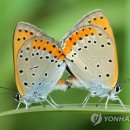 해법행정사사무소 이미지