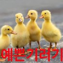 새봄농장(3) 이미지