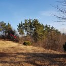 GR(대구광역시 달성군)-[국가산단남로]-상-8 | ¤구지면 토지(전)경매(2019타경35893) ±달성 토지(전)경매ª대구 달성군 구지면 화산리