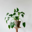 세라젬의료기 이미지