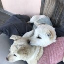 왕왕멍멍 이미지