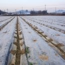 충북농업기술원 마늘연구소 이미지