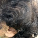 스타키보청기 평택점 이미지