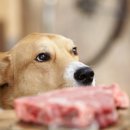 쌀강아지 이미지