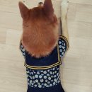 진도미싱 이미지