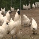 백봉닭농장 이미지