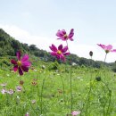 코스모스 이미지