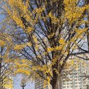 안양천 단풍 이미지